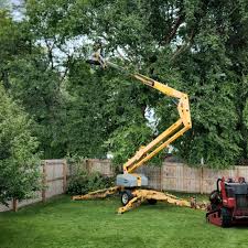 Best Organic Lawn Care Solutions  in Haymarket, VA