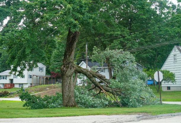 Best Emergency Tree Removal  in Haymarket, VA