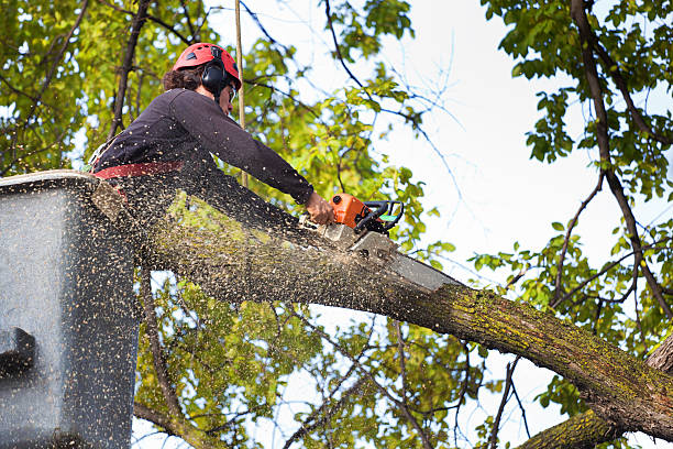 Best Lawn Maintenance Plans  in Haymarket, VA