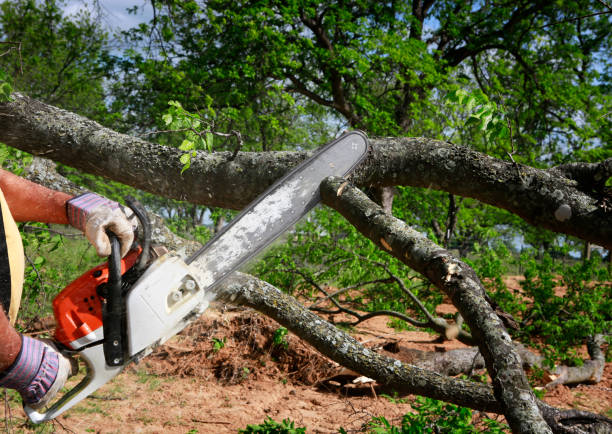 Best Tree Maintenance Programs  in Haymarket, VA